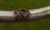 Emergency Plumber Tips for Dealing with Burst Pipes and Flexi Hoses