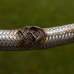 Emergency Plumber Tips for Dealing with Burst Pipes and Flexi Hoses