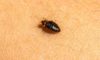 Bed Bug Identification, Treatment and Prevention Strategies