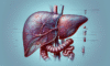 Advanced Liver Blood Test: Comprehensive Review in Tewkesbury