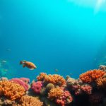 Great Blue Hole Belize: Essential Guide for Diving & Snorkelling