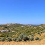 Olive Heritage: Explore Alentejo’s Olive Route in Portugal