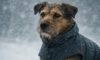 Weather-Resistant Gear for Pets: Essential Items to Own