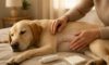 Spay Recovery Timeline: What Your Pet Will Experience