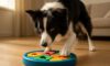 Border Collie Mental Stimulation Tips You Need