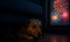 Firework Phobia Solutions: Comforting Strategies for Pets