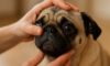 Essential Eye Health Checks for Brachycephalic Dogs