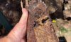 Clay Soil’s Impact on Caboolture Pipe Integrity Exposed