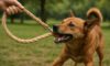 Hemp Dog Leashes: Strong and Durable Choices