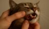 Teeth Brushing Kits for Cats: Essential Tips for Oral Care