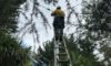 Electrical Defect Notice: Response in the Mid North Coast